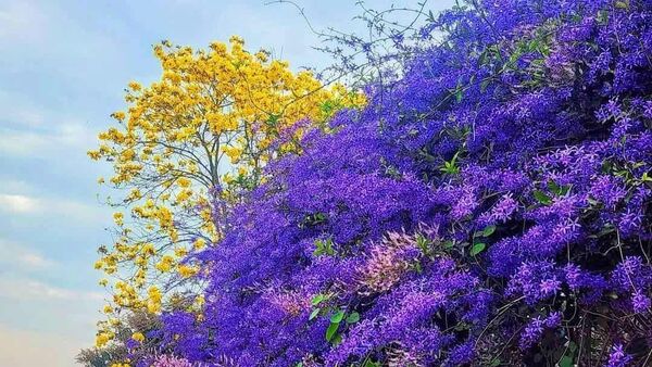 ▲南投瑰蜜甜心玫瑰園於粉專公布明年開園日。（圖／業者提供）