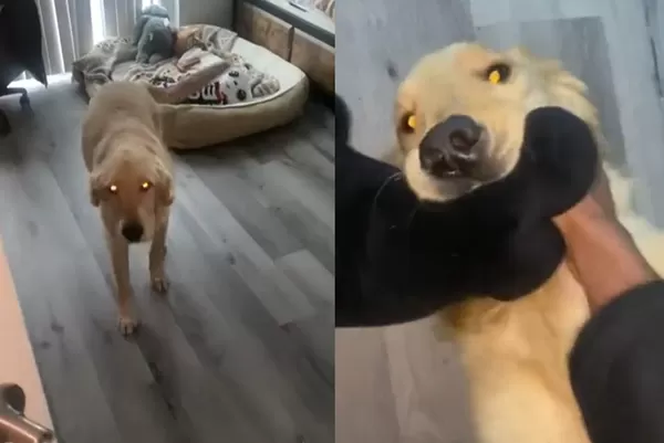 陌生人闖進家！阿金熱情迎接還翻肚討摸　主人傻：看門犬呢？（圖／翻攝自Reddit）