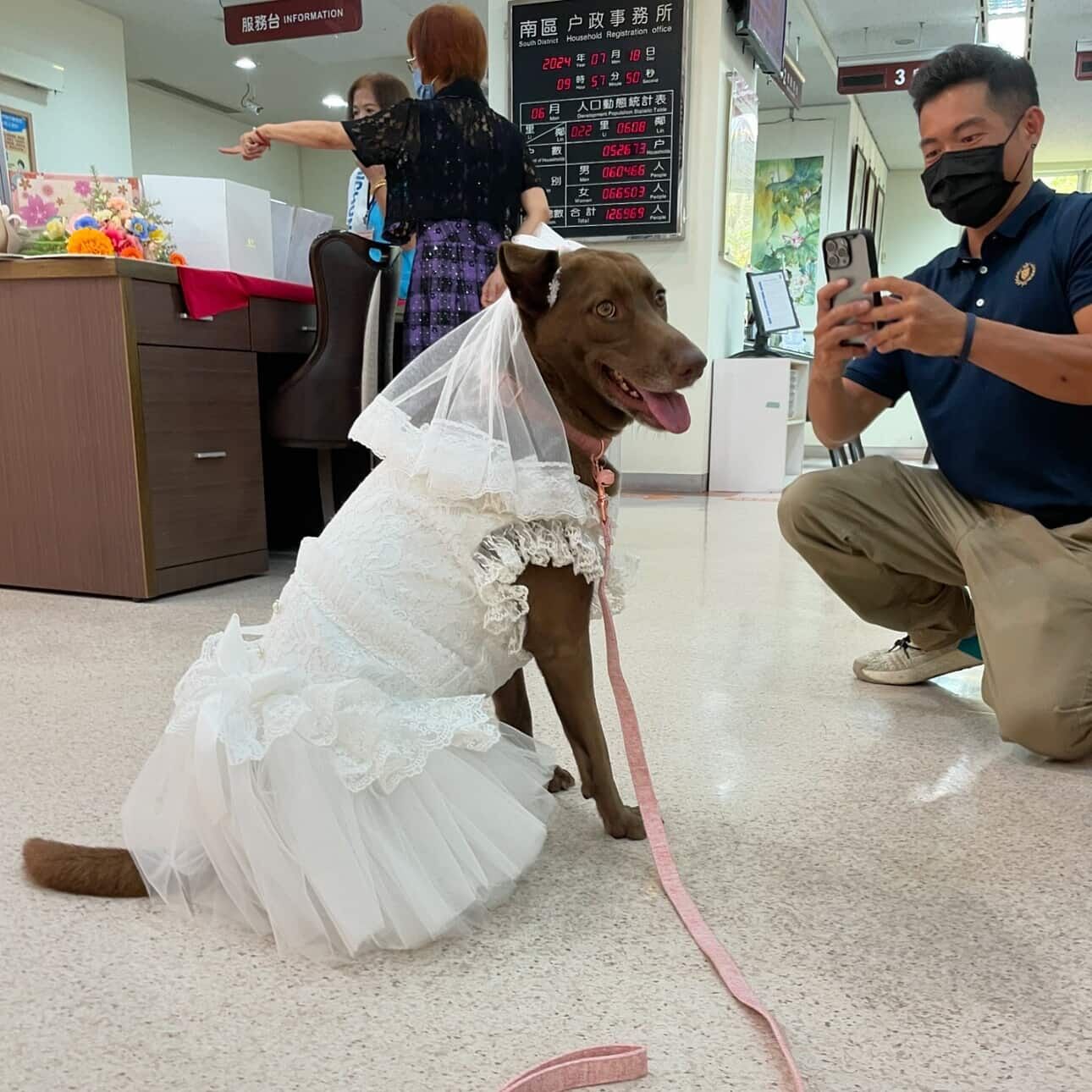 ▲巧克力汪穿上白色訂製小禮服　最吸睛「小花童」萌翻結婚登記處。（圖／林美祿@milobeauty2020提供，請勿隨意翻拍，以免侵權。）