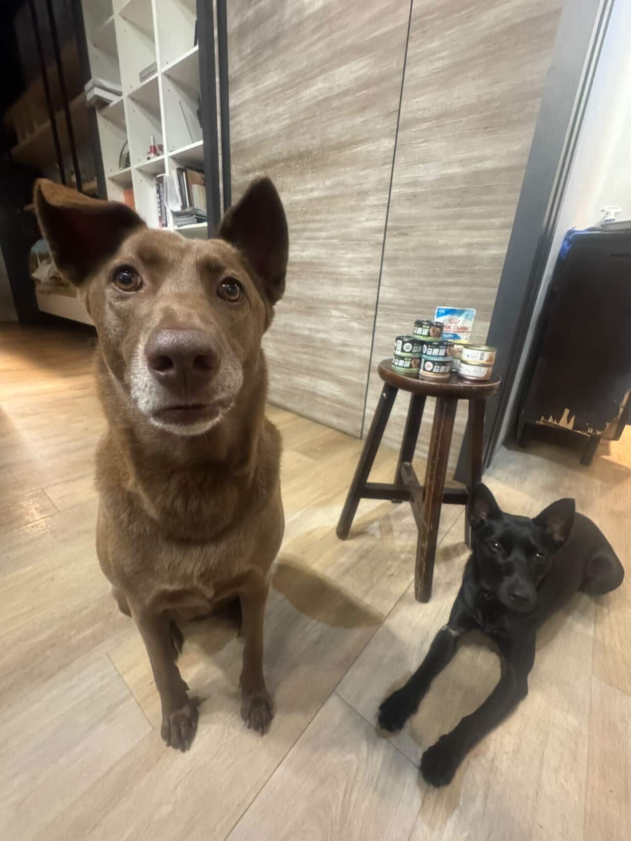 ▲巧克力汪穿上白色訂製小禮服　最吸睛「小花童」萌翻結婚登記處。（圖／林美祿@milobeauty2020提供，請勿隨意翻拍，以免侵權。）