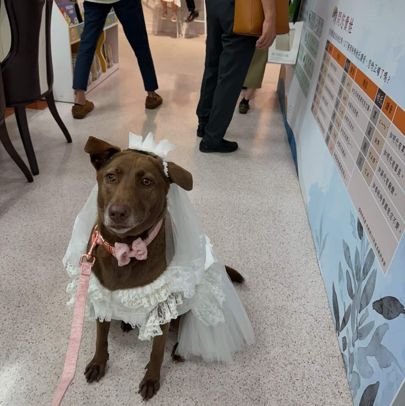 ▲巧克力汪穿上白色訂製小禮服　最吸睛「小花童」萌翻結婚登記處。（圖／林美祿@milobeauty2020提供，請勿隨意翻拍，以免侵權。）