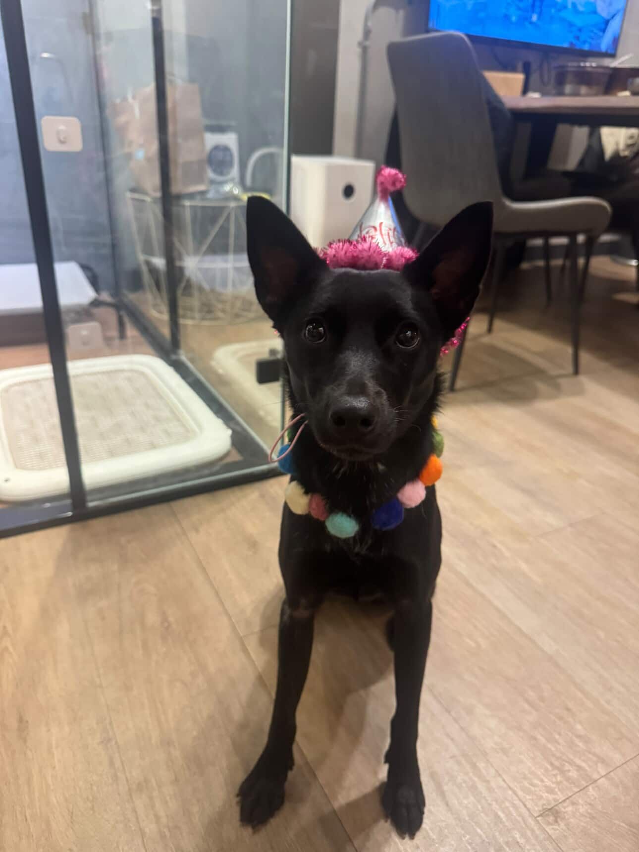 ▲巧克力汪穿上白色訂製小禮服　最吸睛「小花童」萌翻結婚登記處。（圖／林美祿@milobeauty2020提供，請勿隨意翻拍，以免侵權。）