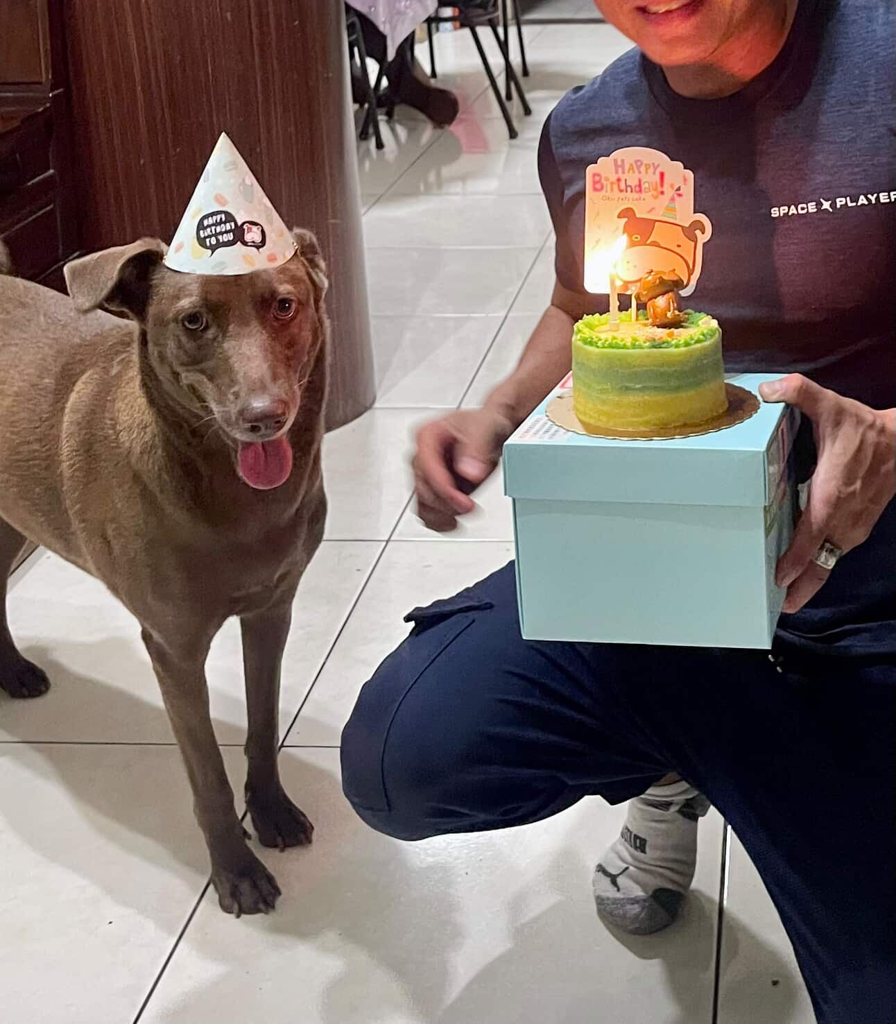 ▲巧克力汪穿上白色訂製小禮服　最吸睛「小花童」萌翻結婚登記處。（圖／林美祿@milobeauty2020提供，請勿隨意翻拍，以免侵權。）