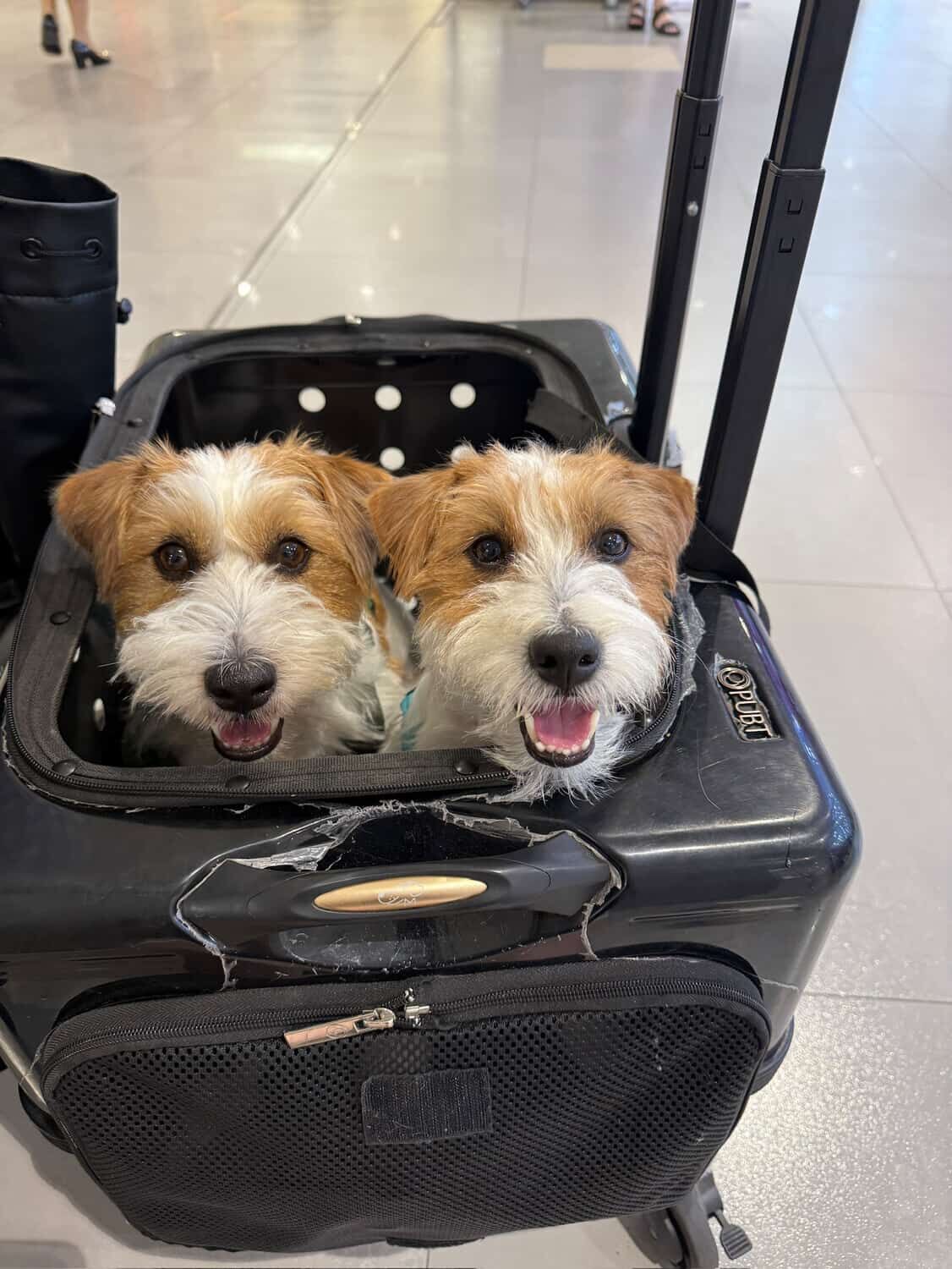 ▲傑克羅素㹴超聰明！挑戰自己收玩具　眼神超堅（圖／@tbbshung提供，請勿隨意翻拍，以免侵權。）