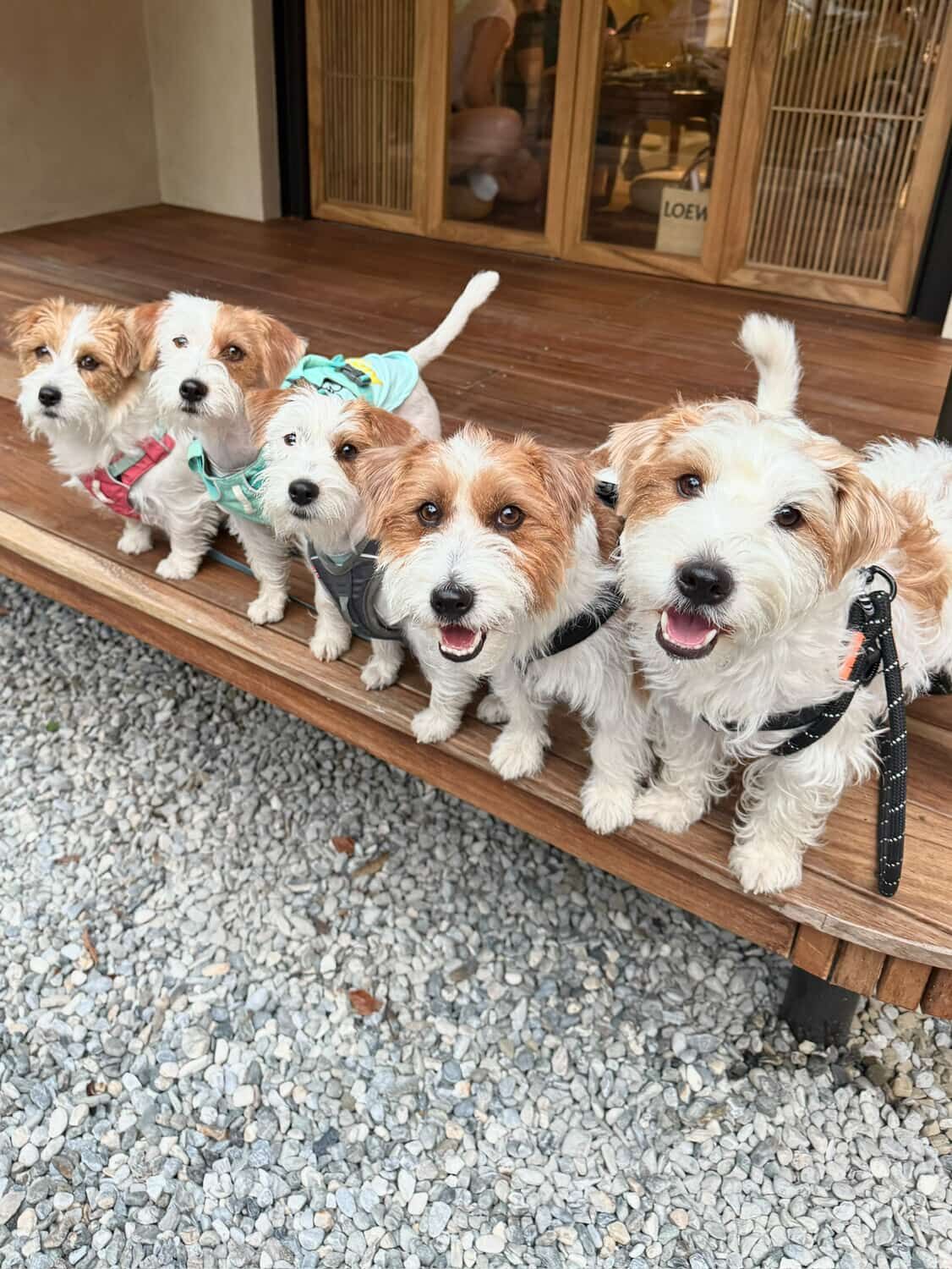 ▲傑克羅素㹴超聰明！挑戰自己收玩具　眼神超堅（圖／@tbbshung提供，請勿隨意翻拍，以免侵權。）