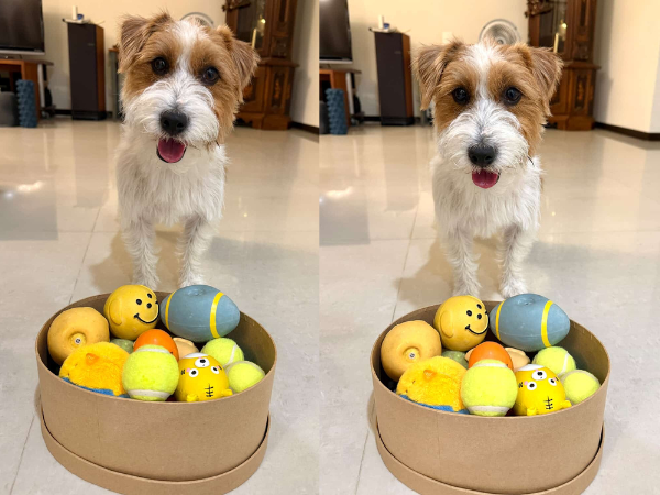 ▲傑克羅素㹴超聰明！挑戰自己收玩具　眼神超堅（圖／@tbbshung提供，請勿隨意翻拍，以免侵權。）