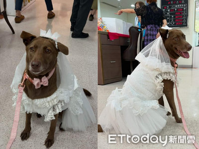 巧克力汪穿上白色訂製小禮服　最吸睛「小花童」萌翻結婚登記處