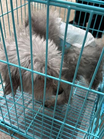 宏福苑獲救犬貓。（圖／翻攝自兔兔基地動物救援 Bunny Base Rescue）