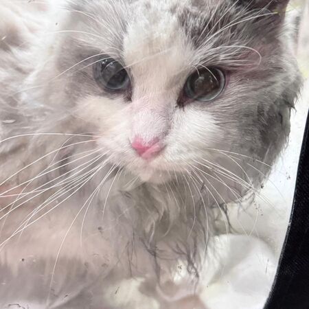 宏福苑獲救犬貓。（圖／翻攝自兔兔基地動物救援 Bunny Base Rescue）