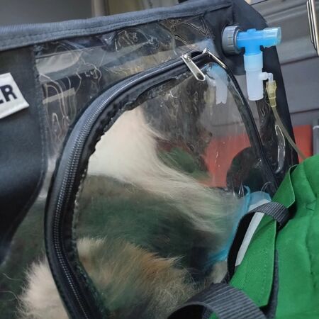 宏福苑獲救犬貓。（圖／翻攝自兔兔基地動物救援 Bunny Base Rescue）