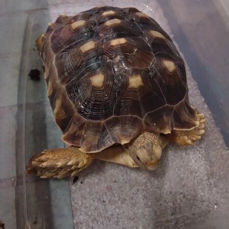 宏福苑獲救犬貓。（圖／翻攝自兔兔基地動物救援 Bunny Base Rescue）