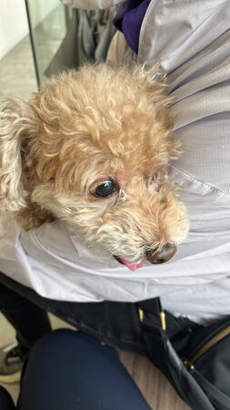 宏福苑狗狗B仔獲救。（圖／翻攝自粉專大埔 TAI PO）