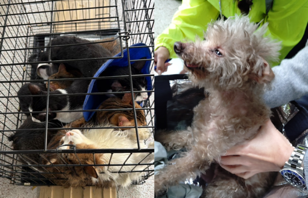 宏福苑獲救犬貓。（圖／翻攝自兔兔基地動物救援 Bunny Base Rescue）