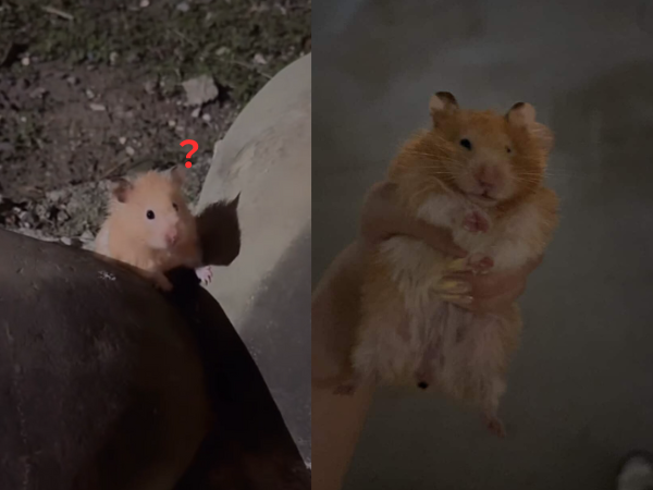 ▲誤會大了！高雄阿北喊有松鼠　結果竟是「黃金鼠」在公園流浪。（圖／邵魚提供，請勿隨意翻拍，以免侵權。）