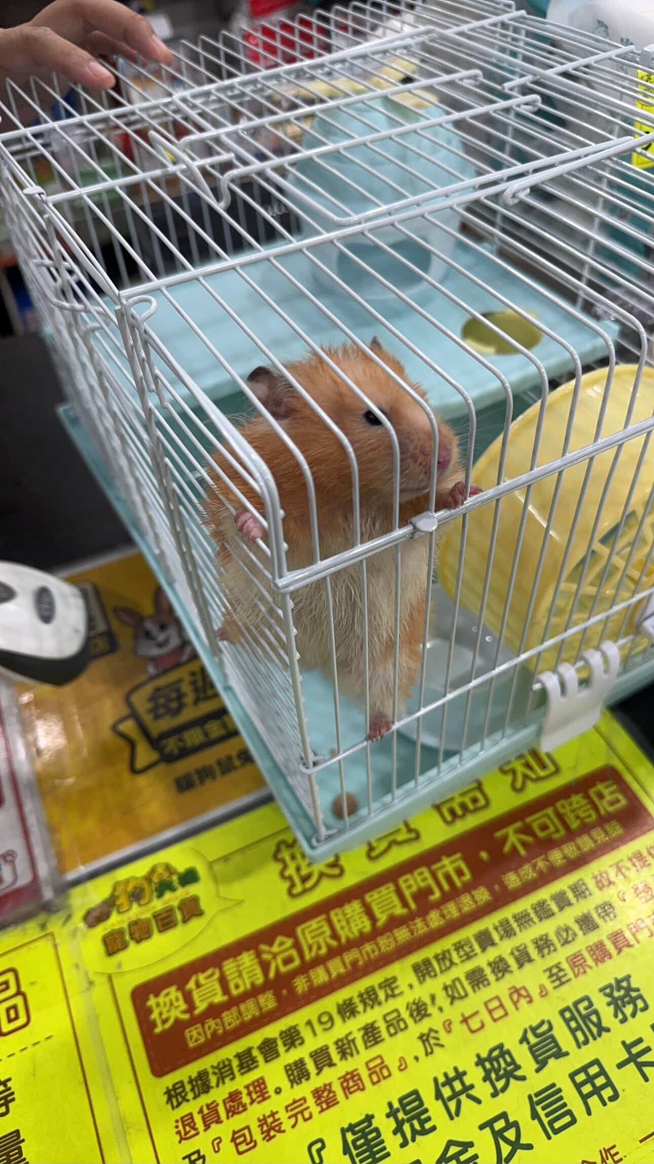 ▲誤會大了！高雄阿北喊有松鼠　結果竟是「黃金鼠」在公園流浪。（圖／邵魚提供，請勿隨意翻拍，以免侵權。）