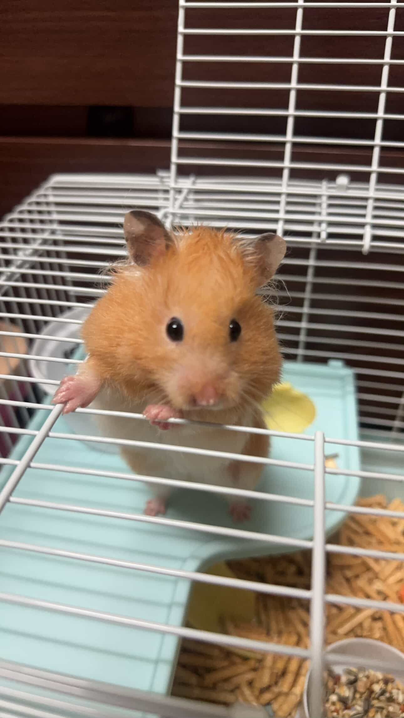 ▲誤會大了！高雄阿北喊有松鼠　結果竟是「黃金鼠」在公園流浪。（圖／邵魚提供，請勿隨意翻拍，以免侵權。）