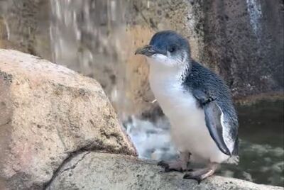 破最長壽紀錄！美動物園「小藍企鵝奶奶」過25歲生日