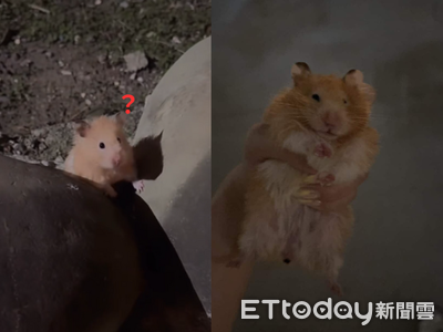 誤會大了！高雄阿北喊有松鼠　結果竟是「黃金鼠」在公園流浪