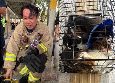 消防員奔波救出9貓1狗渾身濕透臉通紅　網感動：謝謝英雄