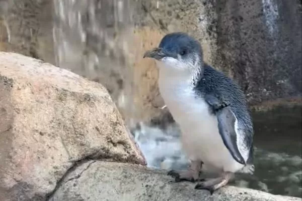 拉茲迎來25歲生日，是目前世界上最年長的小藍企鵝。（翻攝Cincinnati Zoo & Botanical Garden臉書）