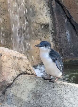 拉茲已經是25歲的「奶奶」，還是無敵可愛。（翻攝Cincinnati Zoo & Botanical Garden 臉書）