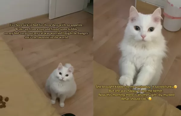 女病倒3天「床邊出現貓飼料」　貼心貓天天送禮守護：馬麻快點好。（圖／翻攝自TikTok／gretta_zou）