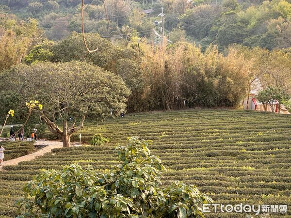 ▲龍潭大北坑休閒農業區魯冰花,茶園。（圖／記者彭懷玉攝）