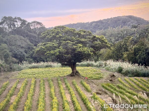 ▲龍潭大北坑休閒農業區魯冰花,茶園。（圖／記者彭懷玉攝）