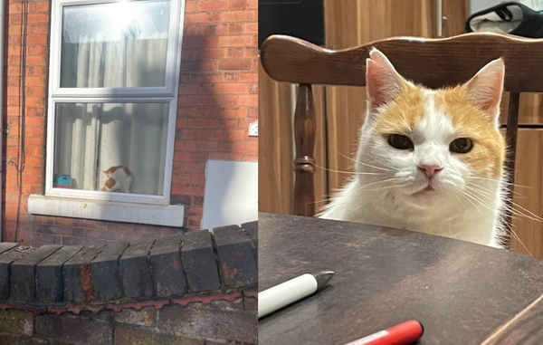 女路過鄰居家見橘白貓「好像我家的」　下秒對到眼傻：真的是你。（圖／翻攝自Reddit）