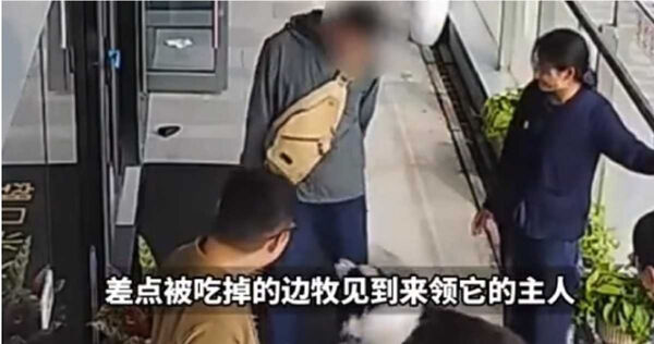 邊牧狗狗見到原主人後又蹦又跳，開心撒嬌重返熟悉懷抱。（圖／翻攝自縱覽新聞）