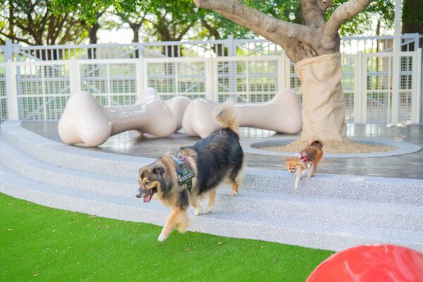 ▲樂天桃園「棒球場寵物樂園」開放毛孩免費玩時段。（圖／桃園市農業局提供）
