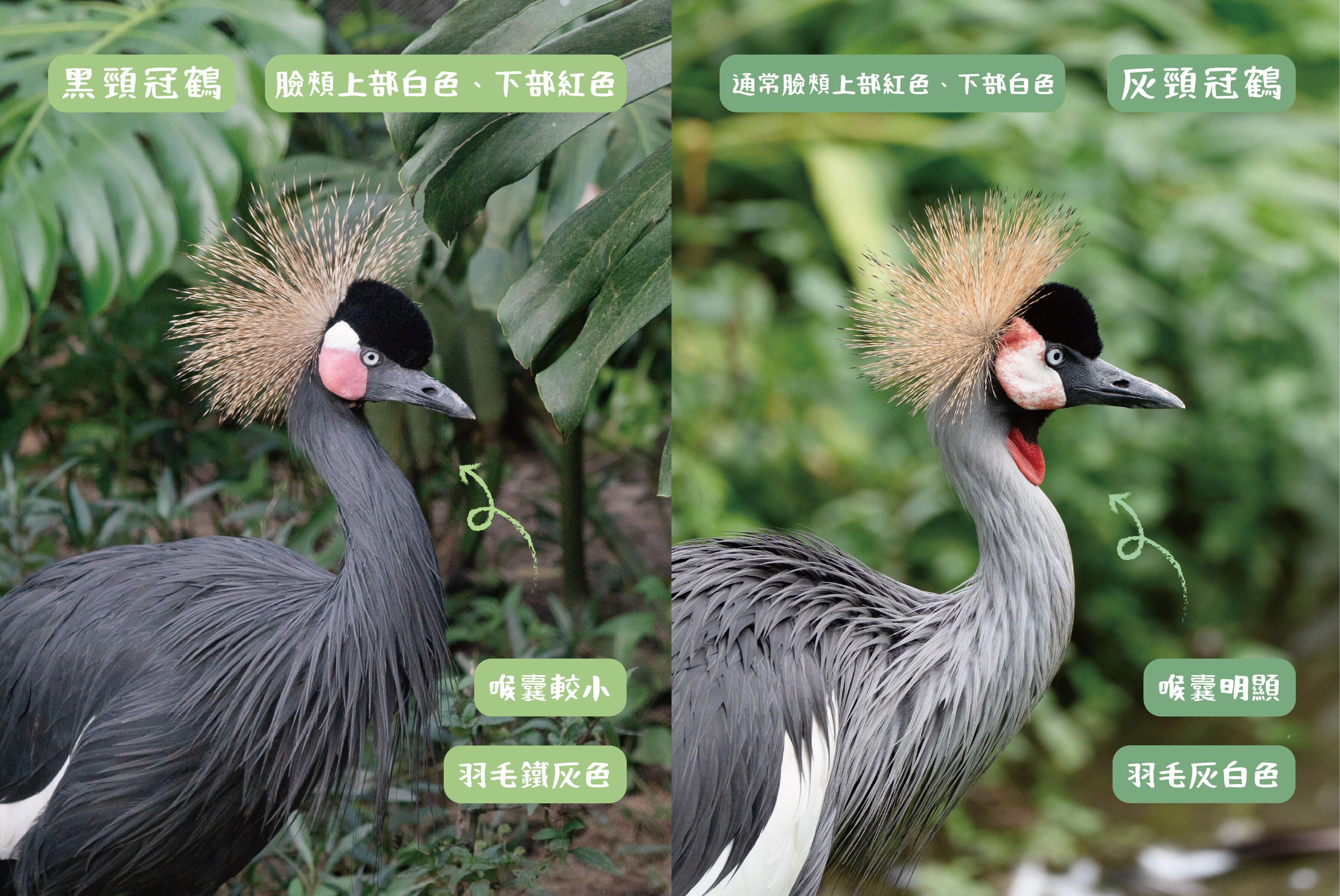 台北市立動物園冠鶴寶寶。（圖／台北市立動物園提供）