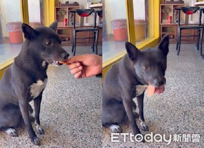 歐告聽「吃完要洗澡」秒吐肉肉！　眼神堅定拒絕被收買