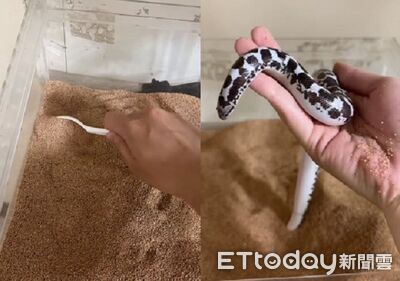 飼主「出土沙蚺」湯匙小心撥開　用手慢慢挖還真的拿出一隻蛇