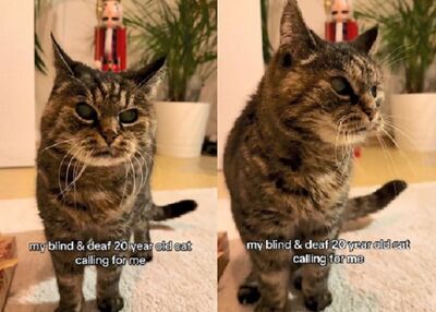 「20歲貓阿嬤」看不見聽不到　沙啞菸嗓呼喚媽媽快出現