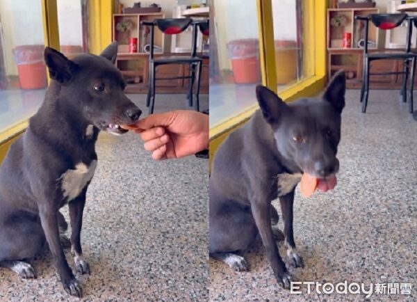 ▲。（圖／Threads@dog_caramel_1112提供，請勿隨意翻拍，以免侵權。）