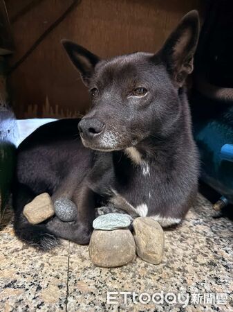 ▲。（圖／Threads@dog_caramel_1112提供，請勿隨意翻拍，以免侵權。）