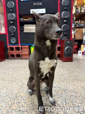 ▲。（圖／Threads@dog_caramel_1112提供，請勿隨意翻拍，以免侵權。）