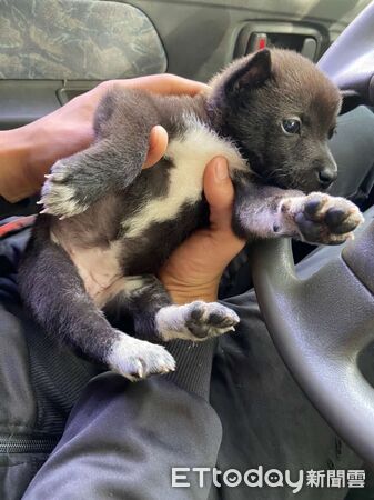 ▲。（圖／Threads@dog_caramel_1112提供，請勿隨意翻拍，以免侵權。）