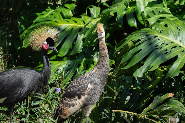 台北市立動物園冠鶴寶寶。（圖／台北市立動物園提供）