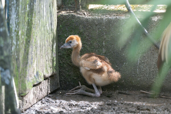 台北市立動物園冠鶴寶寶。（圖／台北市立動物園提供）