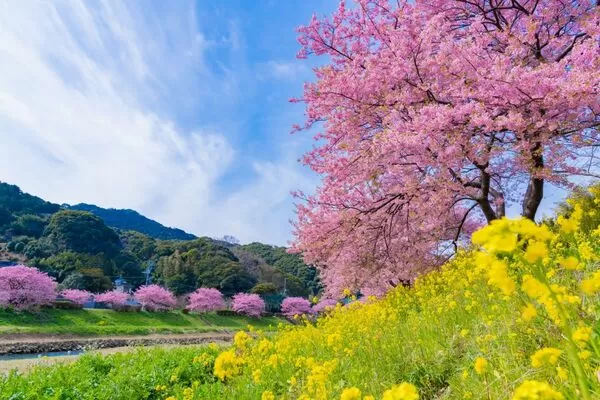 ▲ZIPAIR配備了18席幾乎可躺平的商務艙。（圖／易飛旅遊提供）