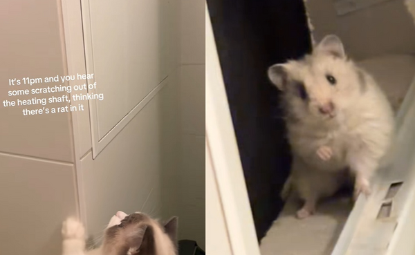 牆內傳怪聲「以為有老鼠」　女打開驚見1動物網敲碗：快收編。（圖／翻攝自TikTok／mila.sophie99）