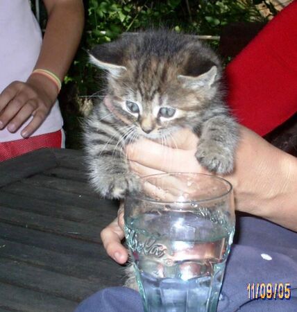 ▲。（圖／翻攝自TikTok／@_daisysdays）