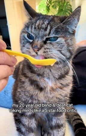 ▲。（圖／翻攝自TikTok／@_daisysdays）