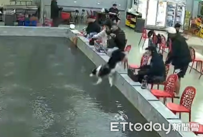 邊境牧羊犬第一次去釣蝦　直接上演「跳水」吹乾還飄蝦味