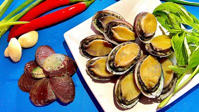 貢寮鮑產季開跑！新北推「搶鱻展售」希望廣場開賣