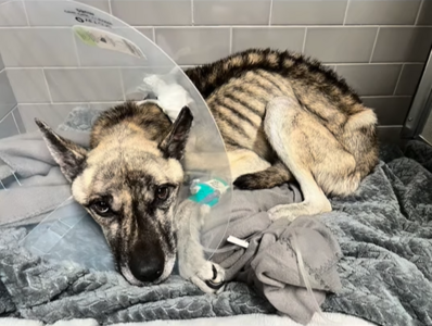 米克斯受虐剩8公斤肋骨清晰 媽陪牠重新奔跑收編寵愛