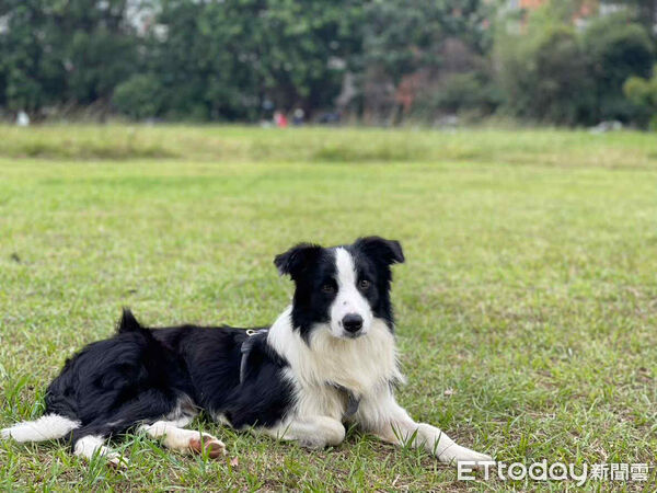 邊境牧羊犬跳進釣蝦池。（圖／Threads@ici.fuyan 提供）