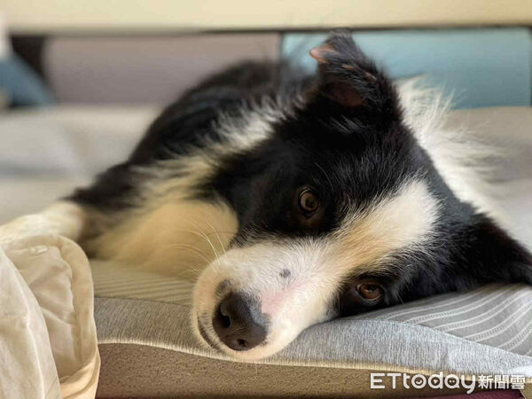 邊境牧羊犬跳進釣蝦池。（圖／Threads@ici.fuyan 提供）